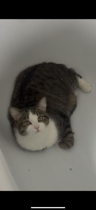 Отдам кота дором