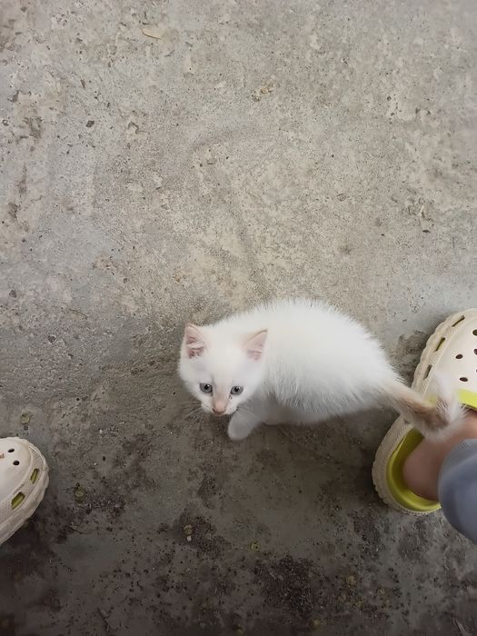 Продаю котёнка мальчика