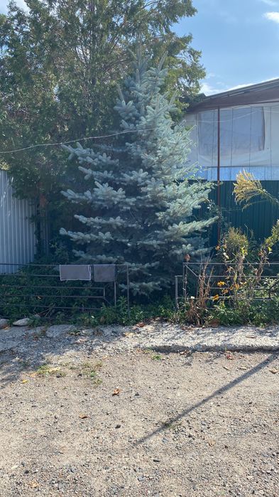 Голубая ель и сосна