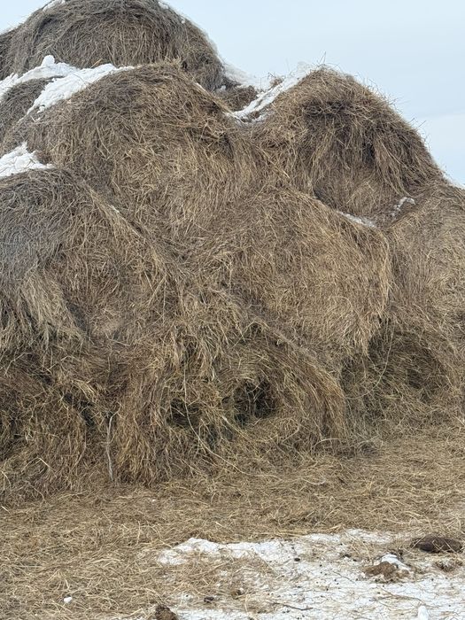 Продам сено луговое