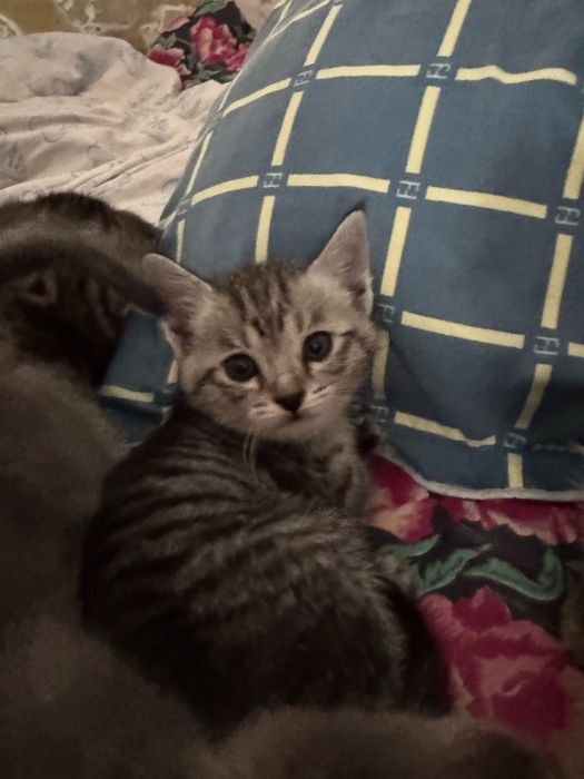 Отдам котят в хорошие руки