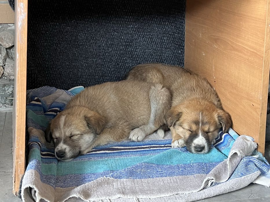 Щенята (девочки)