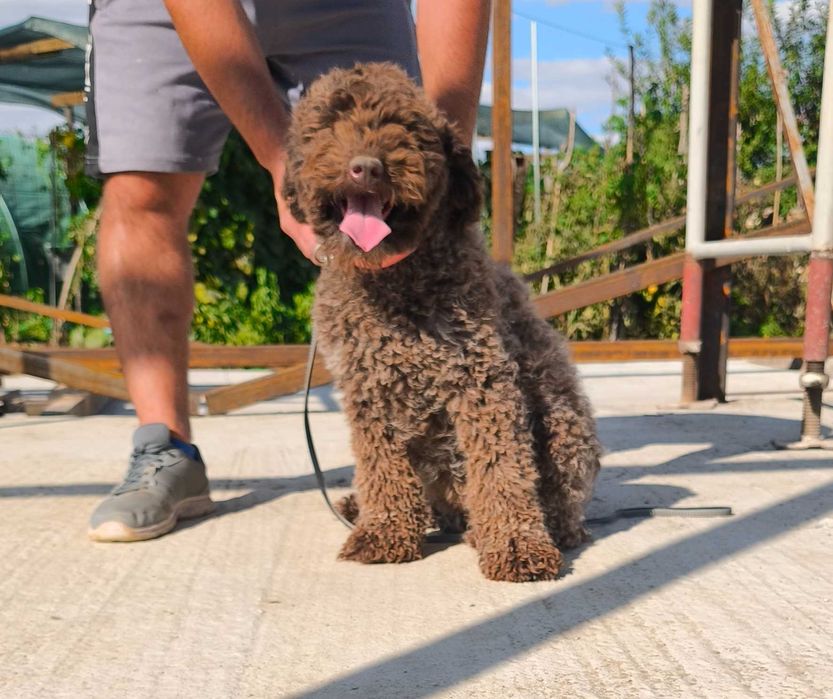 Лагото Романьоло