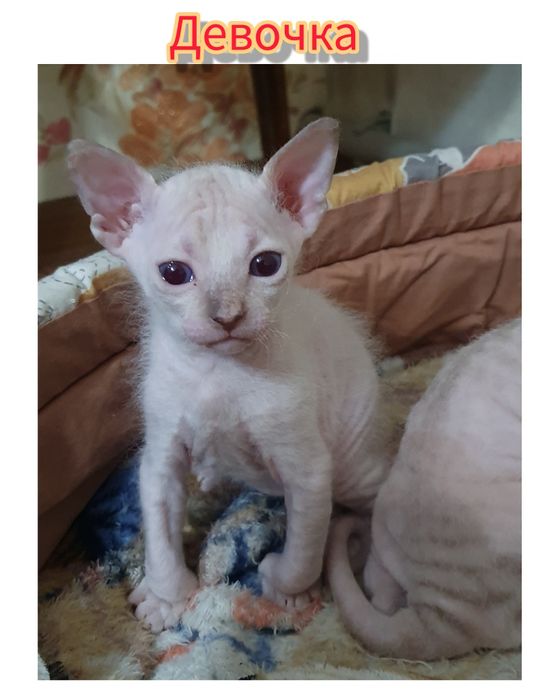 Канадский Сфинкс котята