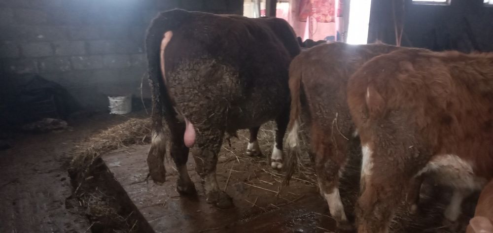 Продам быка 3 года.на откорме стоит 5 месяц...