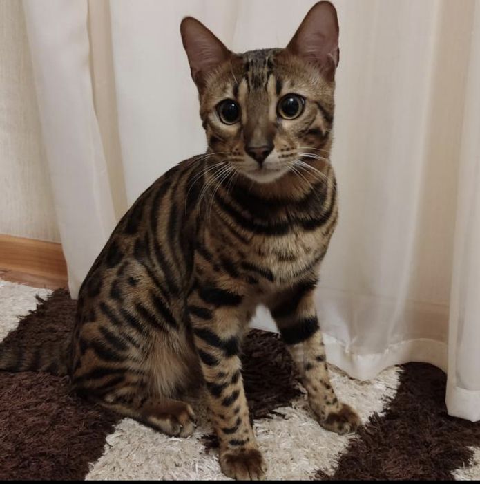 Отдам кота в добрые руки.