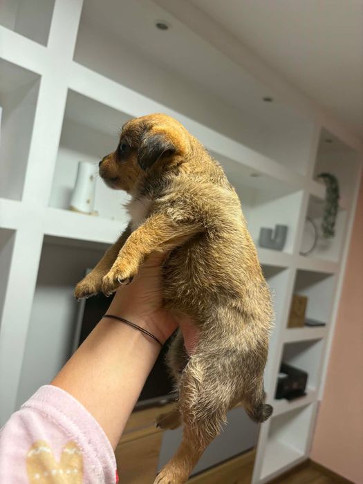 Подарявам кученца