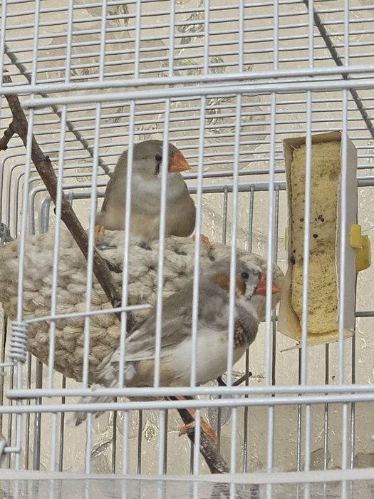 Продам Амадин. Пара девочка и мальчик.