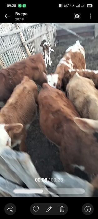 продам КРС 41 голов