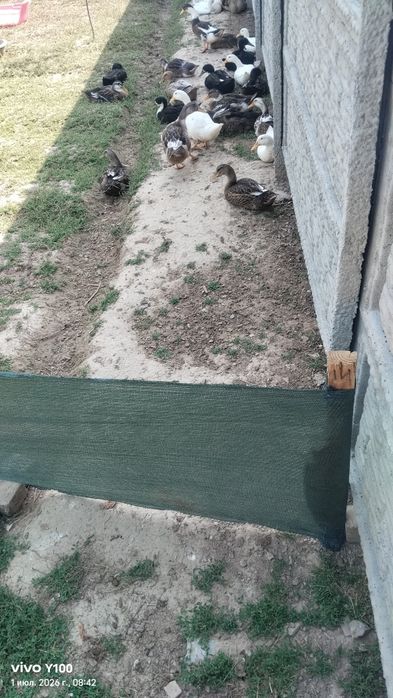 Õrdakla sotiladi