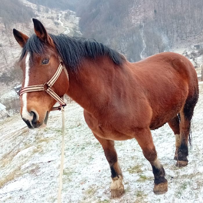 Cal de vânzare bună de ham acest orice proba