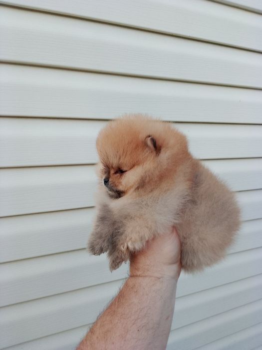 Померан (мини Померан)