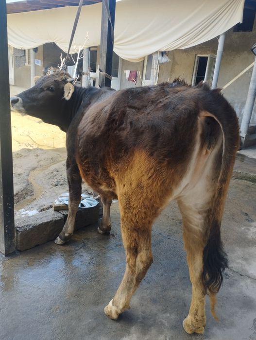 Шивит гуножинча сотилади