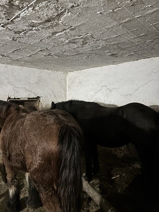 Vand manză de 1,5 ani ardeneza cu acte in regula