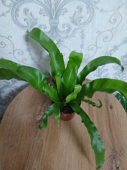 Комнатные растения