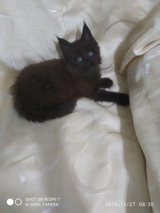 Продается котенок Мейн кунМейн кун