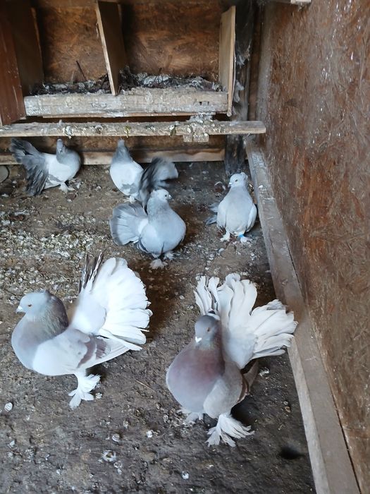 Vând Porumbei voltați indieni