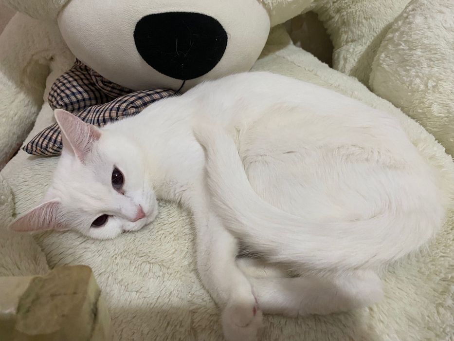 Отдам кошку в хорошие руки