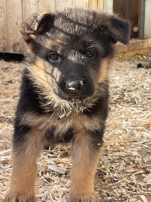 Щенки немецкой овчарки