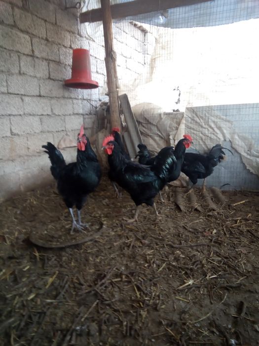 Qora shaxzoda xo'rozlari sotiladi