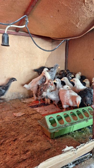 Домашние цыплята