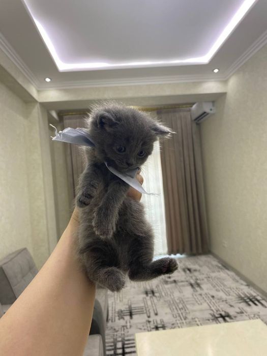 Британская короткошерстная