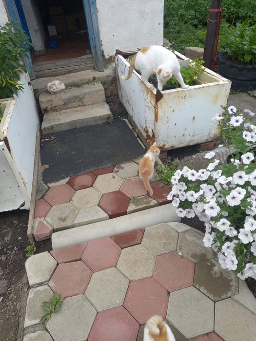 Отдам котят бесплатно мальчики