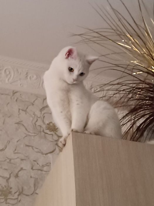 Отдам в добрые руки кошек мальчика и девочку