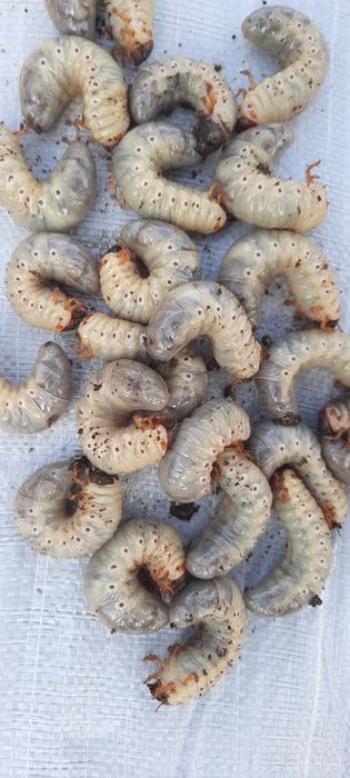 Sotiladi!  Qurt Baliq ovi uchun