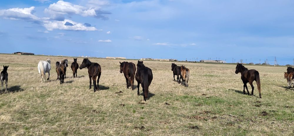 Продам оптом лошадей