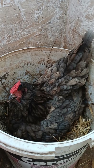 Oua pentru incubat gaini italiene, australorp si ameraucana