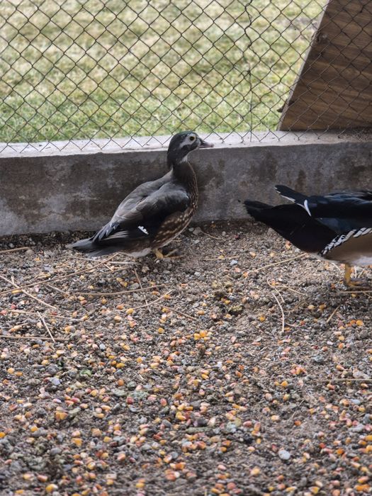 Утки Каролинки..