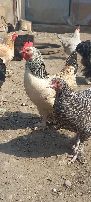 Продам домашних кур и петухов