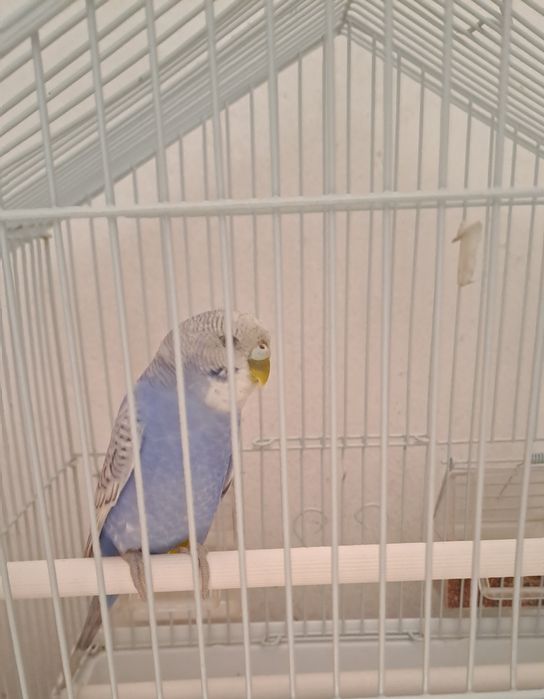 Папугай сатылады