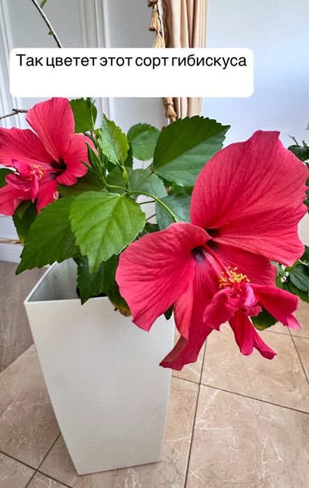 Гибискус красный
