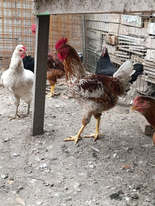 Cocoși cocosi...