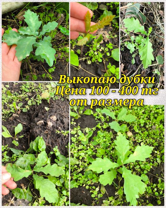 Саженцы садовых, луковицы, делёнки