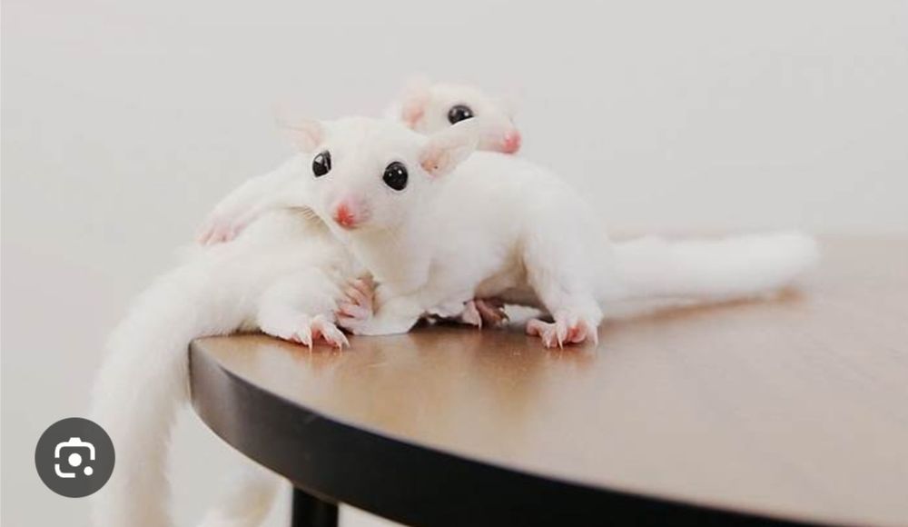 Uchar olmoxonlar sotiladi