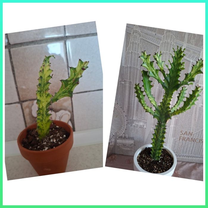 Продам комнатные цветы