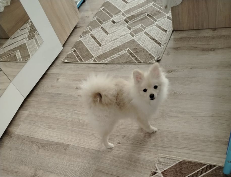 Продавам померан мъжки