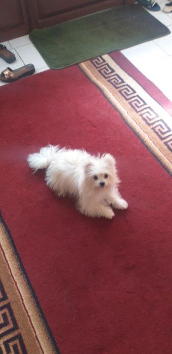 Готовится к продаже шпиц