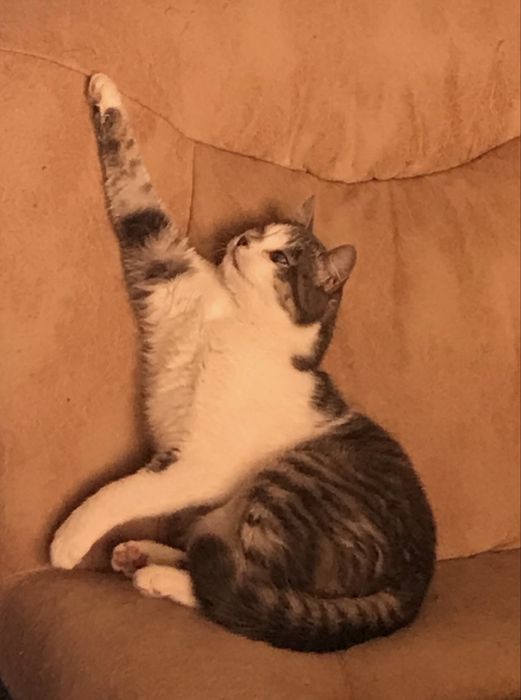 Срочно пропал домашний кот