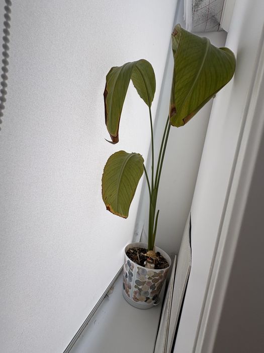 продам монстеру дубия и стрелицию