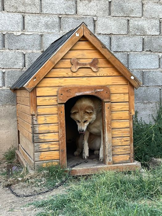 Акито ину сатылады