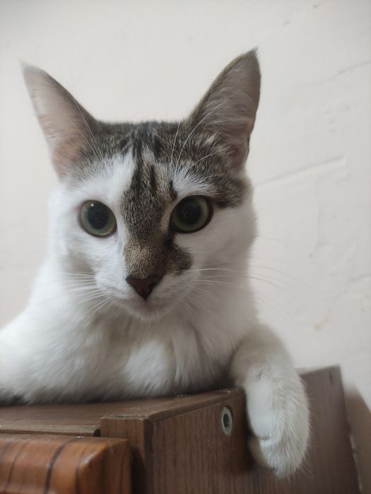 Кошечка в хорошие руки