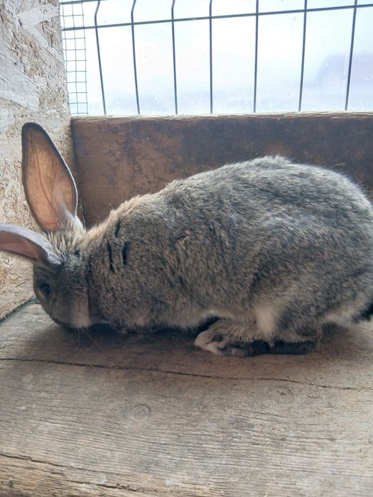 Vând iepurii  metis de uriaș german !
