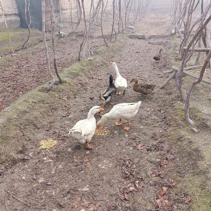 Gʻozlar va Oʻrdaklar