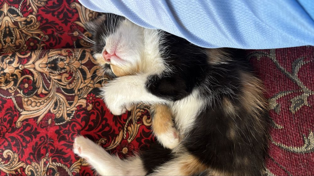 Котенок 1,5месяцев