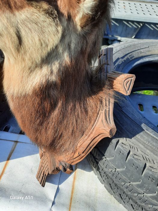 Голям трофей от коза