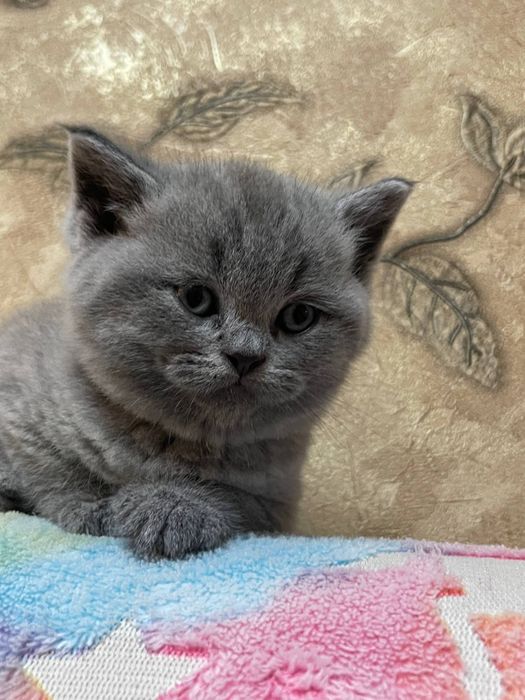 Порода скотиш фолд очень игривые ,лоток ходят кушают сами ,лосковые